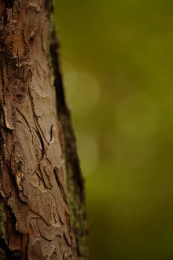 Ormandaki bir ağacın yakınında.