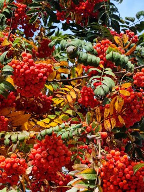 ripe berries of a tree in the garden