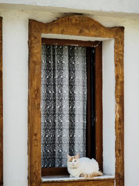 Kedi pencerede dinleniyor.