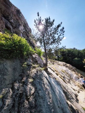 Genç ağaç bir dağın tepesinde Yaz gününde