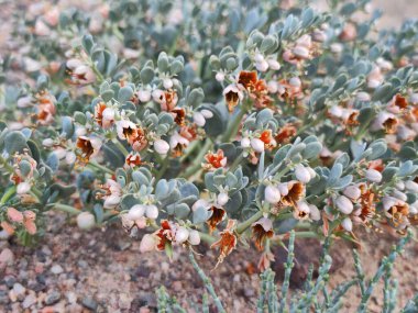 Bahçedeki güzel çiçekler