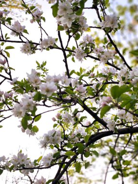 Bahçede güzel bahar çiçekleri