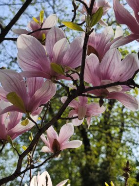 Bahçedeki güzel pembe çiçekler