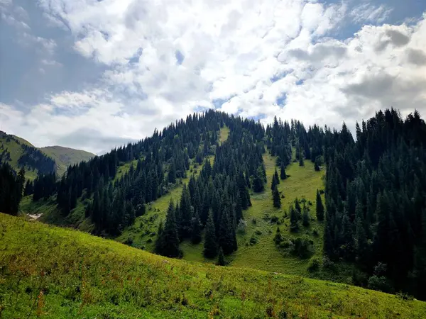  Şehir parkında mavi bahar çiçekleri 
