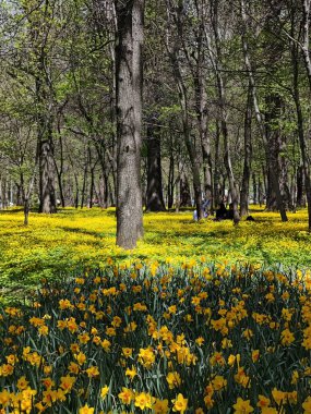 Bahçedeki güzel çiçekler