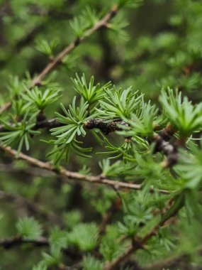 Bir dalda yeşil yapraklar