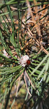 Güzel bir uğur böceğinin yakın çekimi.