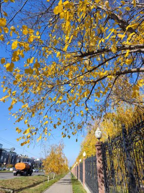  Parkta sonbahar ağaçları