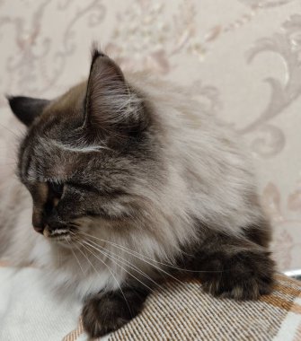 Beyaz tüylü güzel bir kedi