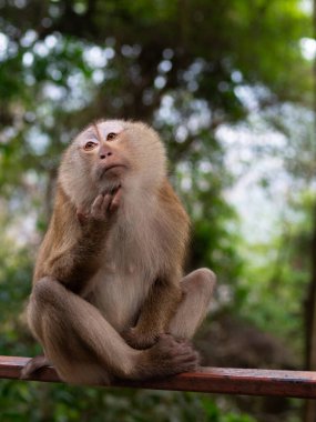 Düşünen maymun ormanda oturuyor.