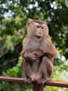 ormanda oturan maymun