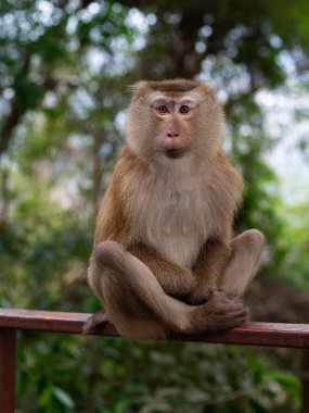 Meditasyon yapan maymun ormanda oturuyor.