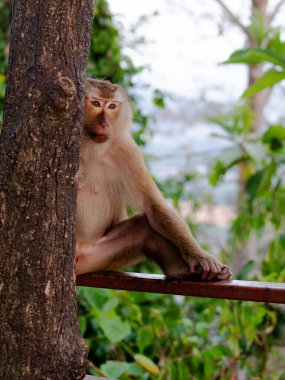 ormanda oturan maymun