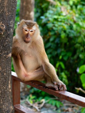 ormanda oturan maymun