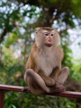 Macaque ormanda oturuyor.