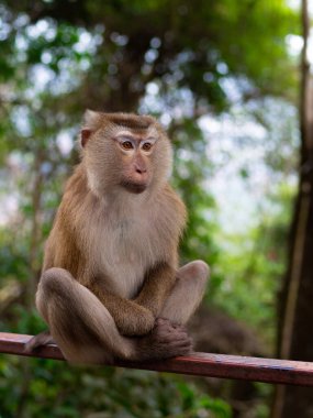 Maymun ormanda meditasyon yapıyor.