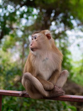 Maymun ormanda oturuyor.