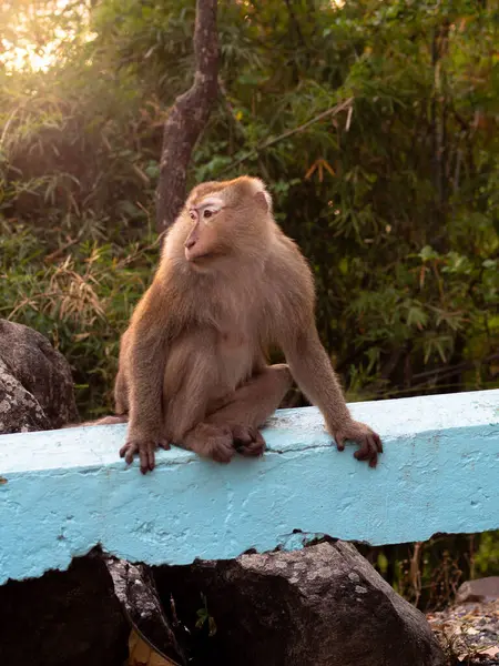 Macaque ormanda oturuyor.