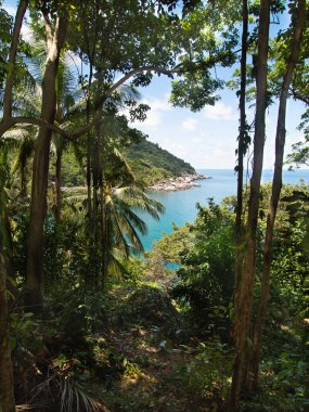 Koh Tao, Tayland 'da Berrak Sulara Bakan yemyeşil Tropikal Kıyı