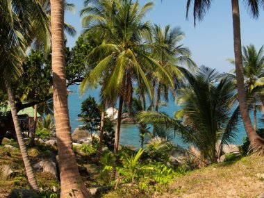 Koh Tao, Tayland 'daki Berrak Sulara Bakan Palmiye Ağaçlı Berrak Tropikal Kıyı