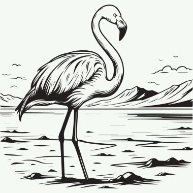 Çöl Gölü kıyısındaki Büyük Flamingo