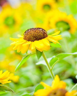 SUNFLOWERS LOOK BLOOMING BEAUTIFULLY IN THE GARDEN clipart