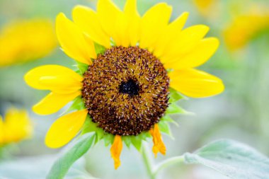 SUNFLOWERS BLOOM BEAUTIFULLY IN THE GARDEN clipart