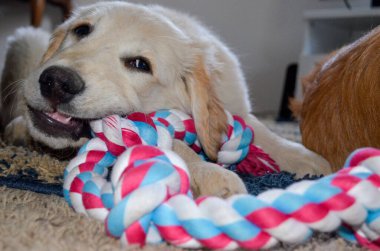 Labrador av köpeği ve oyuncak.