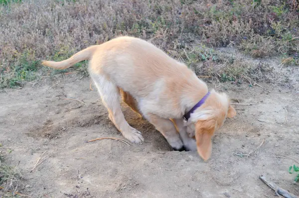 Bahçedeki köpek.
