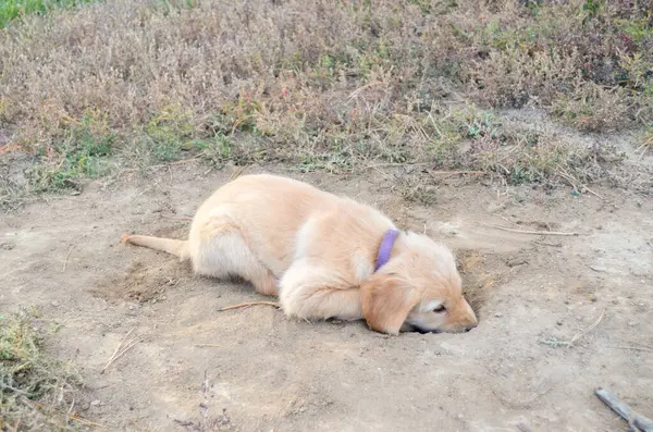 Parktaki köpek