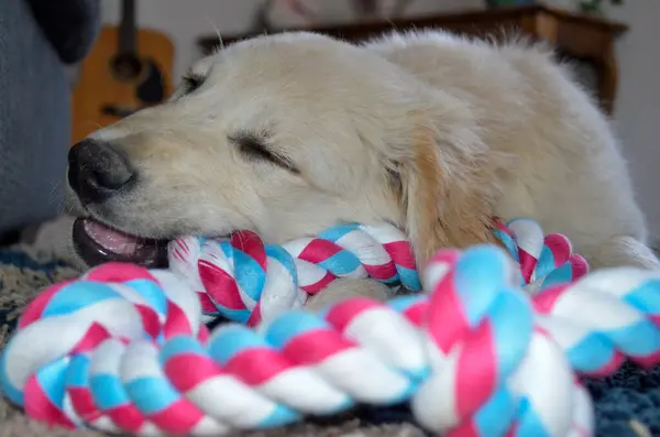 Mavi gözlü şirin labrador köpeği.