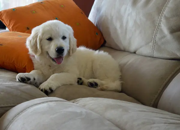 Golden Retriever köpeği kanepede yatıyor.