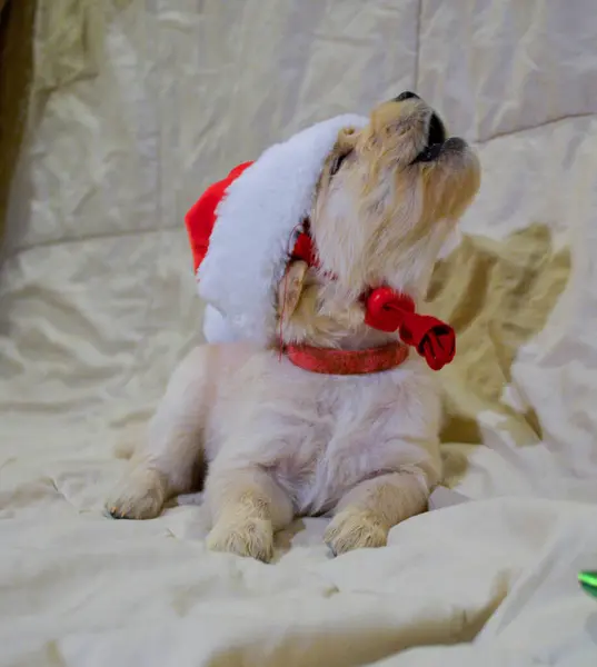 Noel Baba şapkalı şirin köpek.