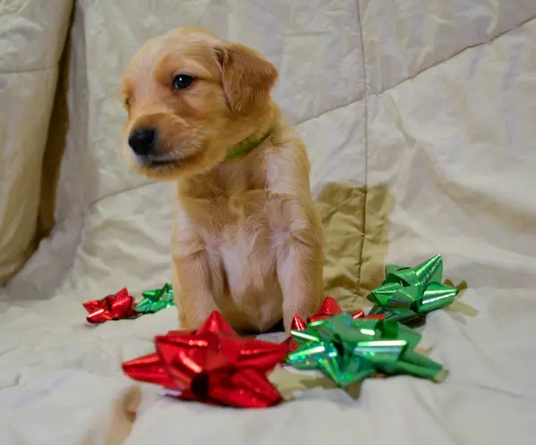 Köpek yavrusu Labrador, yılbaşı hediyeli av köpeği.