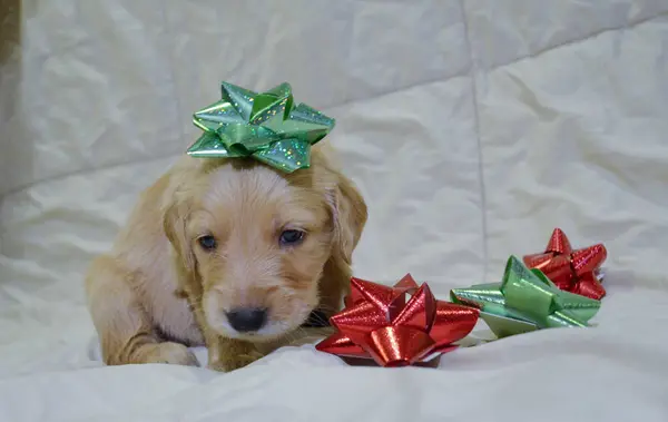 Noel süslemeleri olan şirin labrador köpeği.