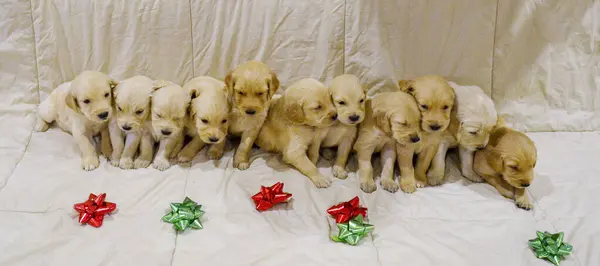 Noel süslemeleri olan sevimli bir köpek.