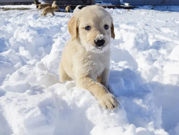 Tatlı Labrador av köpeği karda.