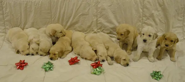 Yılbaşı Golden Retriever yavruları, yeni yıl