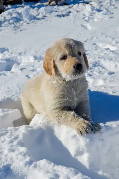 Labrador köpeği karda yatıyor.