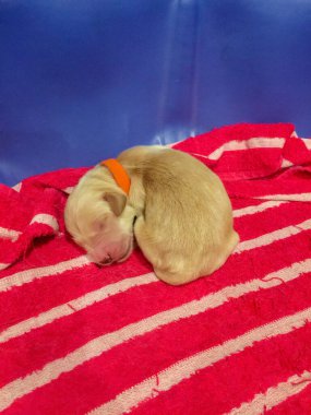 gebakken broodjes met sesam