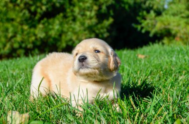 Şirin labrador köpeği yeşil çimlerde oturuyor..