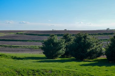 güneşli bir günde buğday tarlası