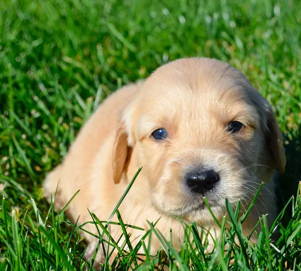 Altın labrador köpeği çimenlerde oturuyor.