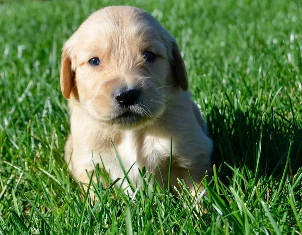 Altın labrador köpeği çimenlerde oturuyor.