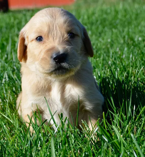 Yeşil çimlerde küçük labrador - yakın -
