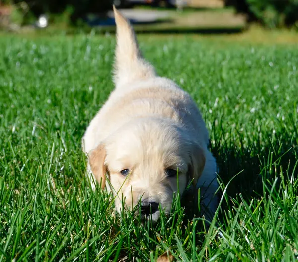 Çimlerde sevimli labrador köpeği