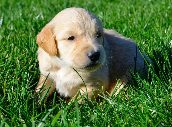 Tatlı Golden Retriever köpeği yeşil çimlerde oynuyor.
