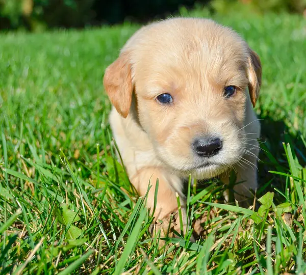Küçük Golden Retriever köpeği yeşil çimlerde