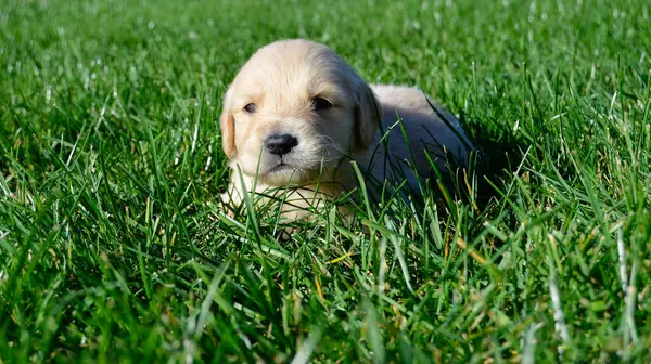 Labrador köpeği parkta.