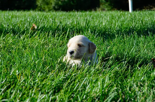 Labrador köpek yavrusu çimlerin üzerinde